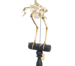 The Work of Dr. Gabriel Manigault An Intersection of Science, History